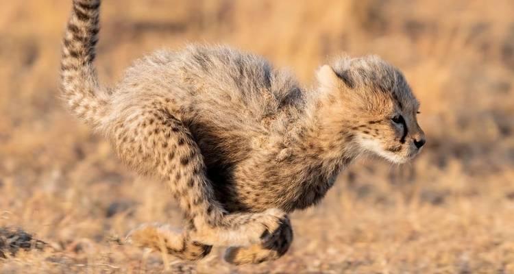 Young cheetah running in a grassy field.