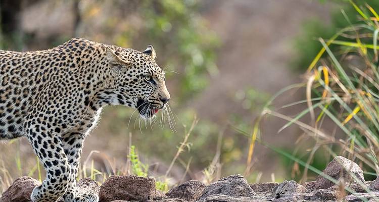 Leopard walking along a rocky ledge with greenery in the background.