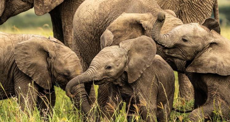 Group of elephants interacting in a grassy area.