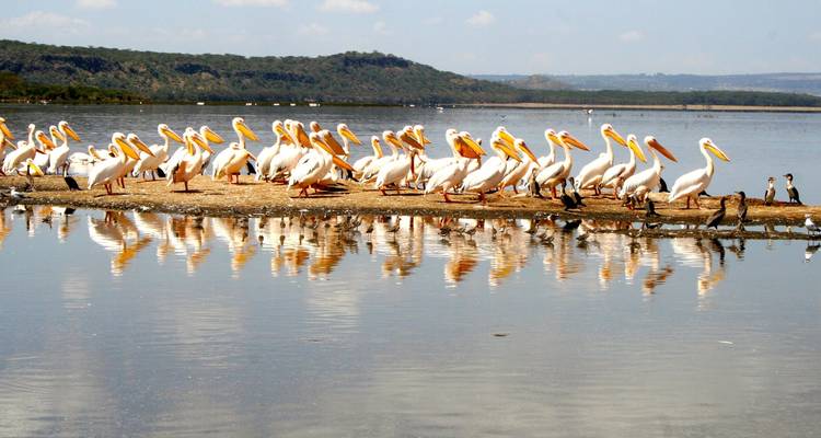 Several pelicans standing on a sandbank at a lake.
