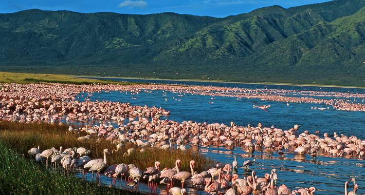 A large flock of flamingos in a lake with hills in the background.