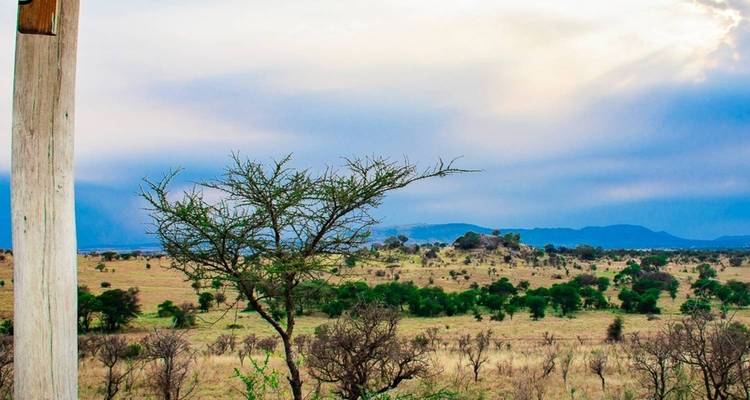 Safari Clásico de los Cinco Grandes en Tanzania**Descubre el Corazón Salvaje de África - LOVE AFRICA TRAVEL COMPANY 2