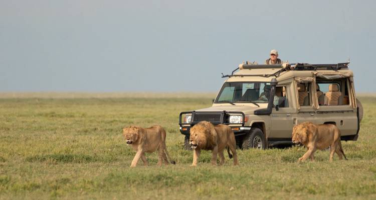 Safari vehicle with people observing three lions walking in a savanna.