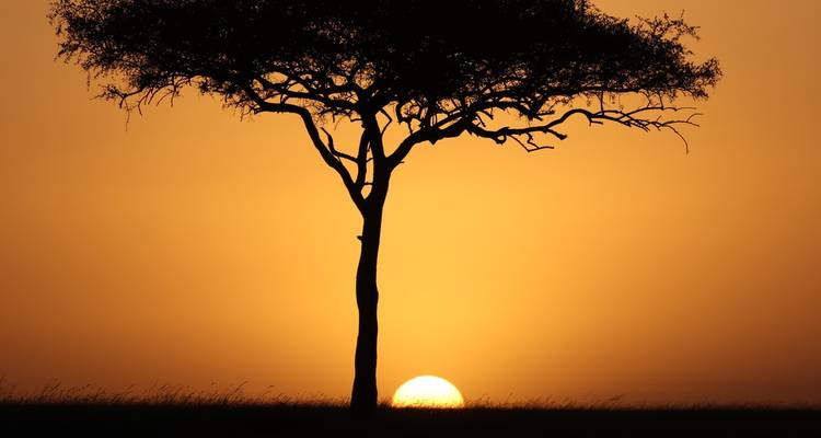 Silhouette of a tree against an orange sunset sky.