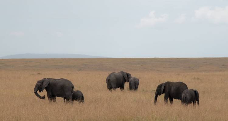 Grazing elephants in the savanna under an overcast sky.