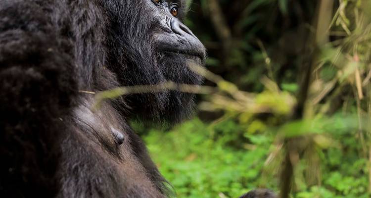 Safari de 8 días a Uganda en busca de Gorilas y Vida Salvaje - Kawira Safaris Ltd 1