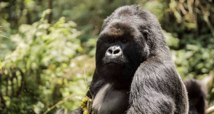 Safari de 8 días a Uganda en busca de Gorilas y Vida Salvaje - Kawira Safaris Ltd 2