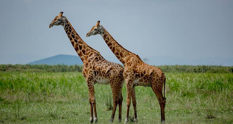 Safari de 8 días a Uganda en busca de Gorilas y Vida Salvaje - Kawira Safaris Ltd 4