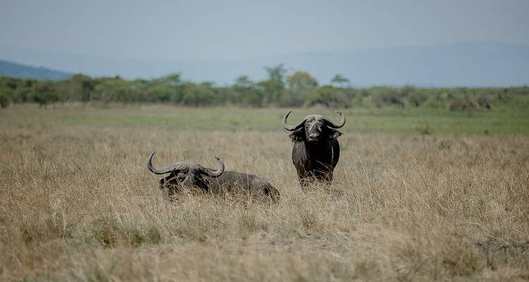 Safari de 8 días a Uganda en busca de Gorilas y Vida Salvaje - Kawira Safaris Ltd 6