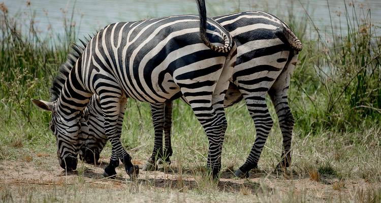 Safari de 8 días a Uganda en busca de Gorilas y Vida Salvaje - Kawira Safaris Ltd 7