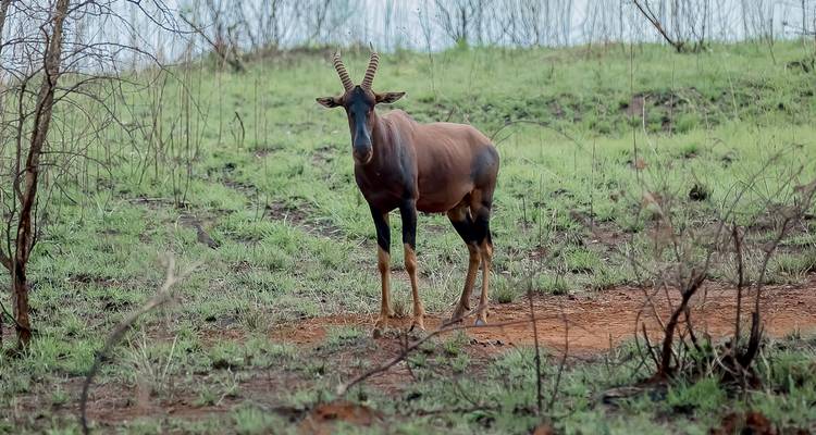 Safari de 8 días a Uganda en busca de Gorilas y Vida Salvaje - Kawira Safaris Ltd 8