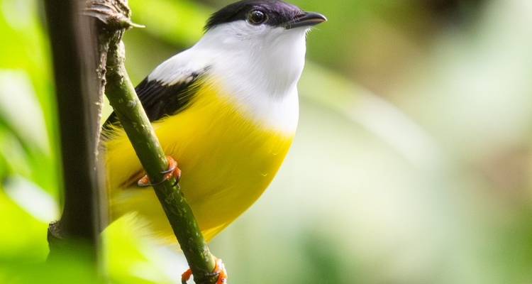 Pájaro amarillo vibrante con pecho amarillo y capucha negra posado en una rama esbelta rodeado de vegetación exuberante.