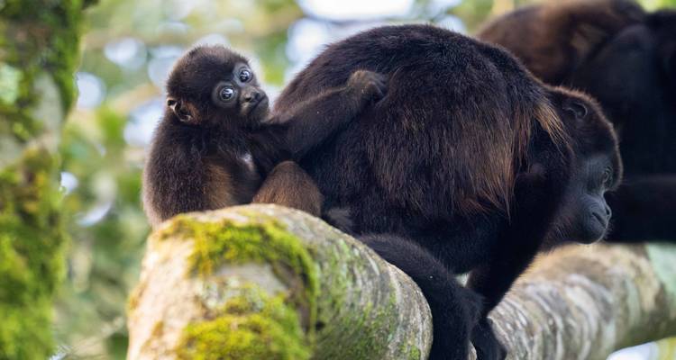 Un pequeño mono congrio se aferra a su madre en una rama cubierta de musgo en la selva tropical.