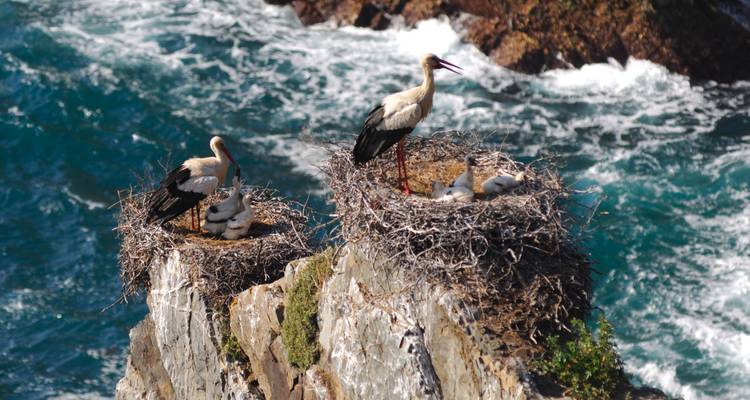 Costa Vicentina : randonnée autoguidée dans le parc naturel - Authentic Trails 4