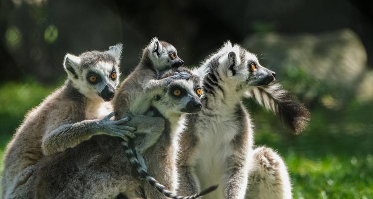 Voyages en groupe | 17 jours Madagascar en profondeur - HT Agency Tours 3