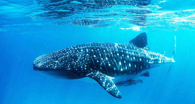 Voyages en groupe | 17 jours Madagascar en profondeur - HT Agency Tours 6