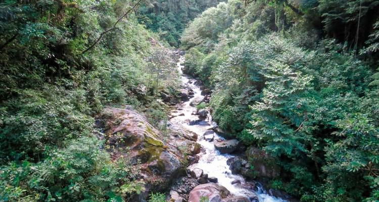 Una exuberante selva tropical verde con un río que fluye.