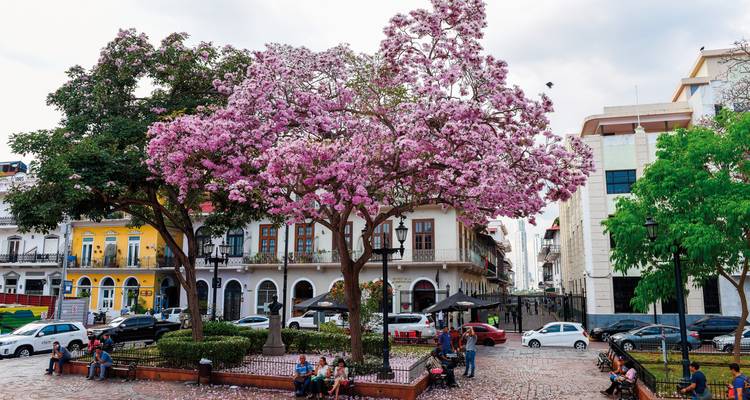 Un parque urbano vibrante con árboles de flores rosadas y personas relajándose.