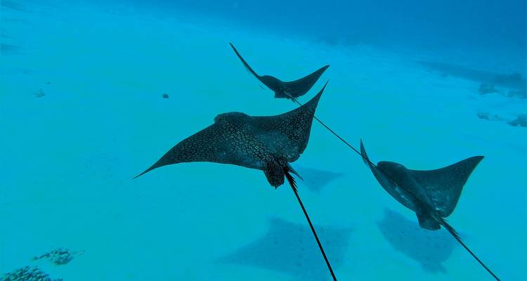 Vue sous-marine de trois raies-aigles tachetées nageant.