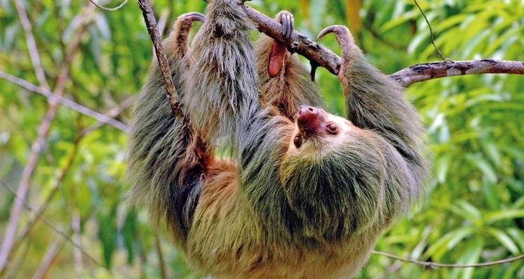 ADAC Special: Costa Rica - Grune's Jewel Between the Caribbean and the Pacific - DERTOUR 5
