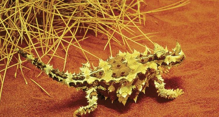 Diable cornu sur le sable rouge du désert.