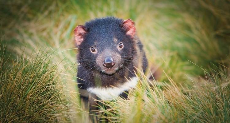 Tasmania's magic on 4 wheels - MEIERS WELTREISEN 7