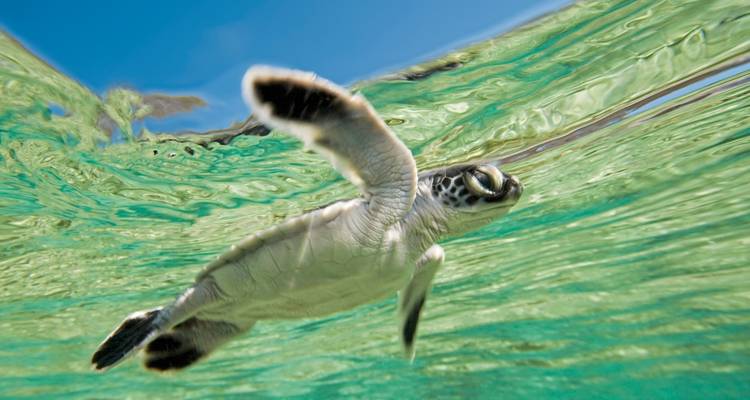Queensland exclusive: Reef & Rainforest - MEIERS WELTREISEN 5