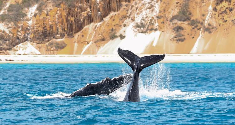 Whale tails emerging from water near a coast.