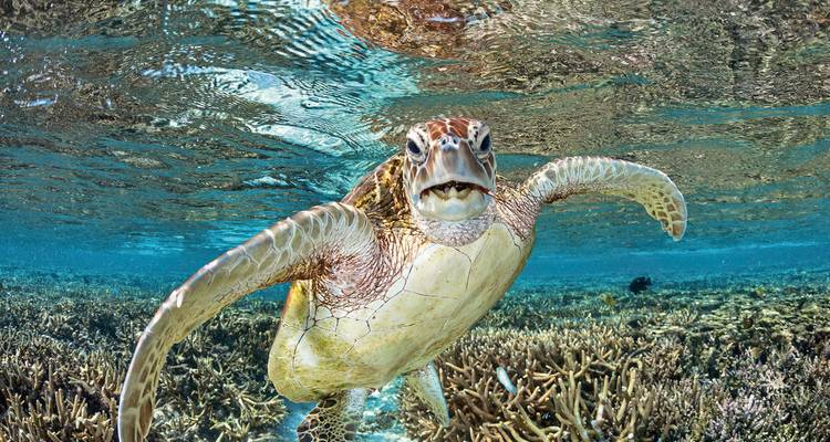 Underwater image of a sea turtle swimming near coral reefs.