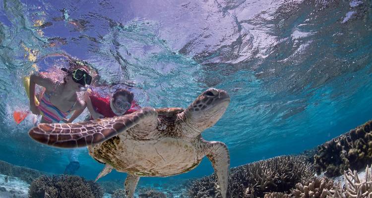 Underwater image of people snorkeling with a sea turtle.
