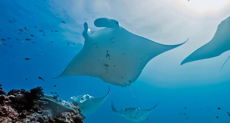Image sous-marine de raies manta nageant.