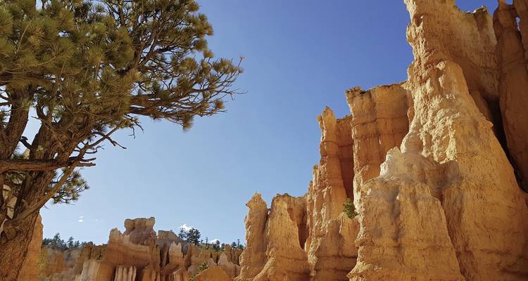 Des formations rocheuses et un arbre dans un canyon sous un ciel clair.