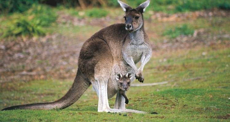 Les joyaux de l'Australie & Great Ocean Road - MEIERS WELTREISEN 2
