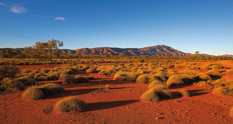 Australian desert landscape with grass tufts.