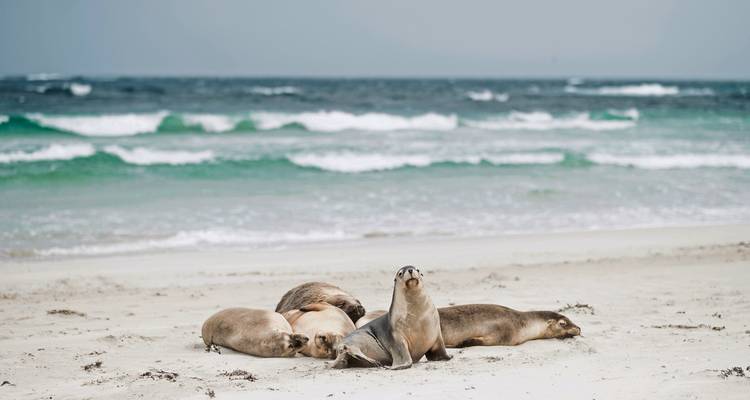 Focas descansando en la playa con olas del océano.
