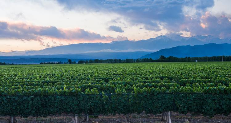 7 Days of Nature Adventures in Buenos Aires & Mendoza - Signature DMC 6