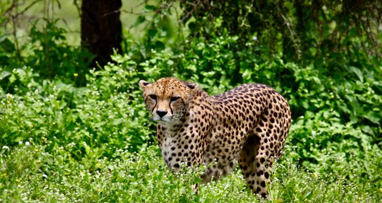 Guépard debout dans les hautes herbes.