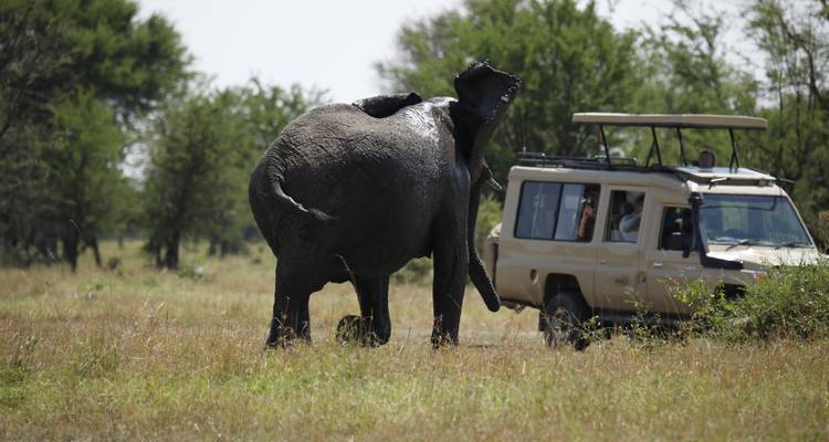Éléphant debout près d'un véhicule de safari dans un champ herbeux.