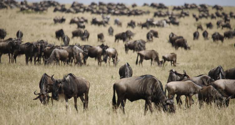 Grand troupeau de gnous broutant dans un champ.