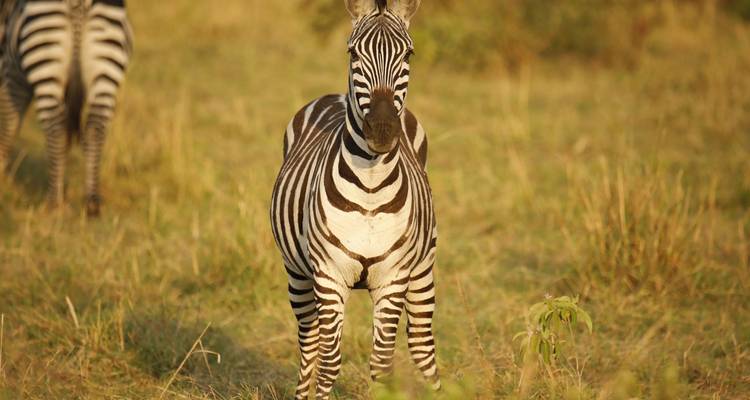 Un zèbre debout sur une prairie.