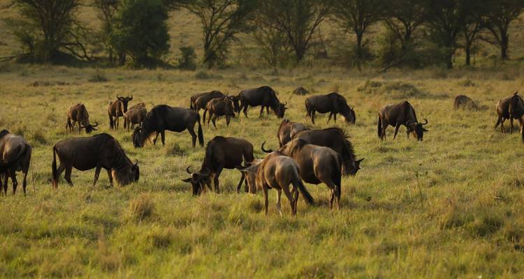 Un troupeau de gnous qui broutent dans un champ.