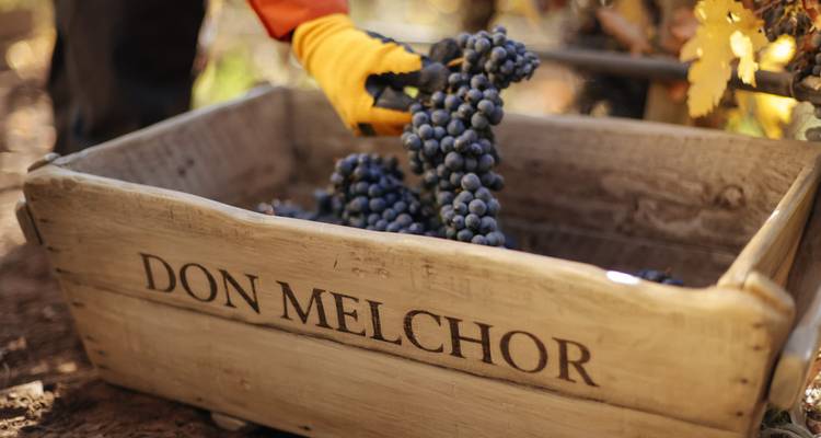 Maipo Valley Vineyards in Chile, A Great Wines Experience in 4 Days - Signature DMC 9