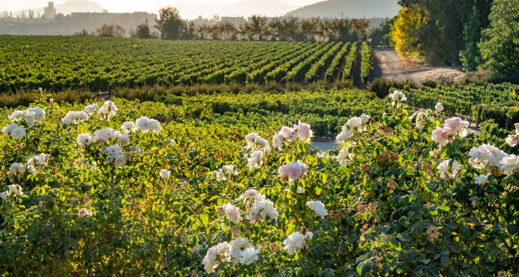Maipo Valley Vineyards in Chile, A Great Wines Experience in 4 Days - Signature DMC 7