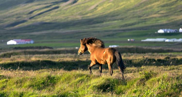 Aventure estivale en Islande - Wingbuddy 6