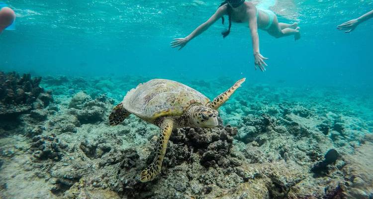 Maldives Adventure of Your Life! - Thoddoo - Corallium Tours 1
