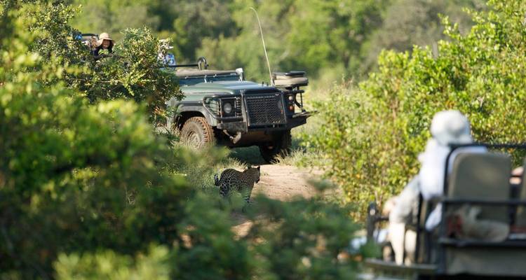 Véhicule de safari sur un chemin de terre avec la faune.