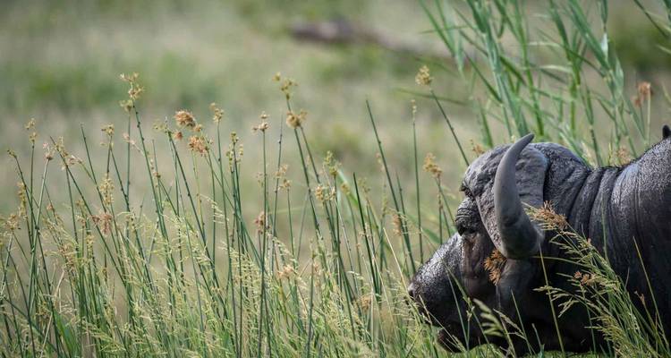 Buffle partiellement caché dans les hautes herbes.