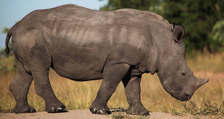 Un rhinocéros marchant sur un chemin de terre avec un arrière-plan herbeux.