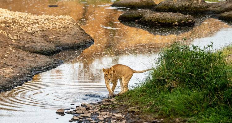 Lionceau près d'un cours d'eau faisant des ondulations.