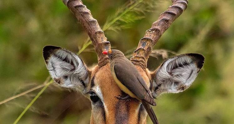 Oiseau perché sur les cornes d'une antilope.